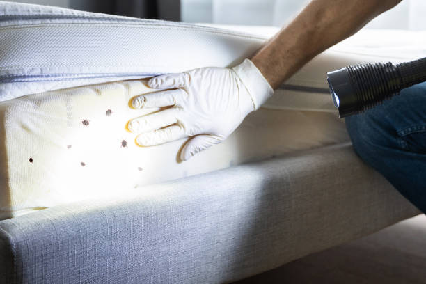 Best Termite Control Services  in Wharton, TX