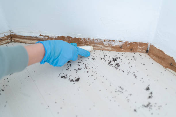 Best Wasp Removal Services  in Wharton, TX